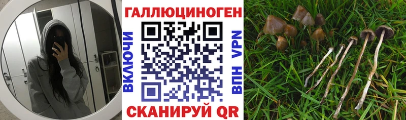 Псилоцибиновые грибы Psilocybine cubensis  МЕГА рабочий сайт  Грозный 